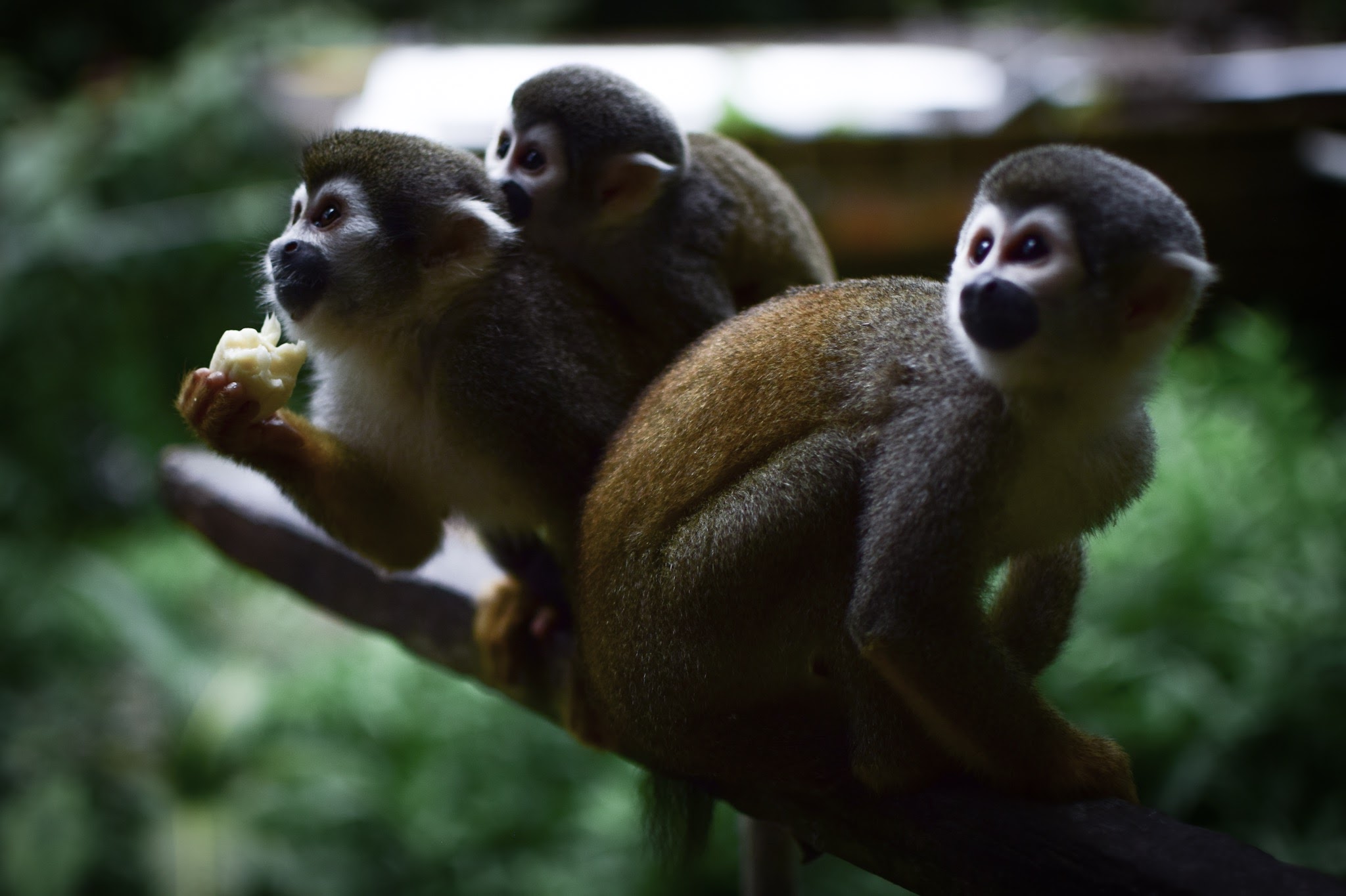 Reforesation in the Amazon