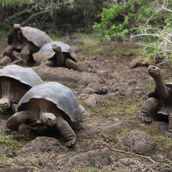 Volunteer in Galapagos