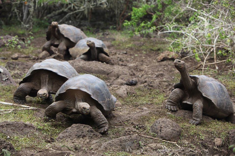 Volunteer in Galapagos