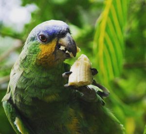 Reforesation in the Amazon