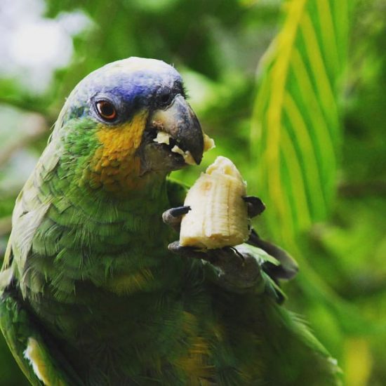 Reforesation in the Amazon