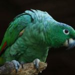 Ecuador Eco Volunteer