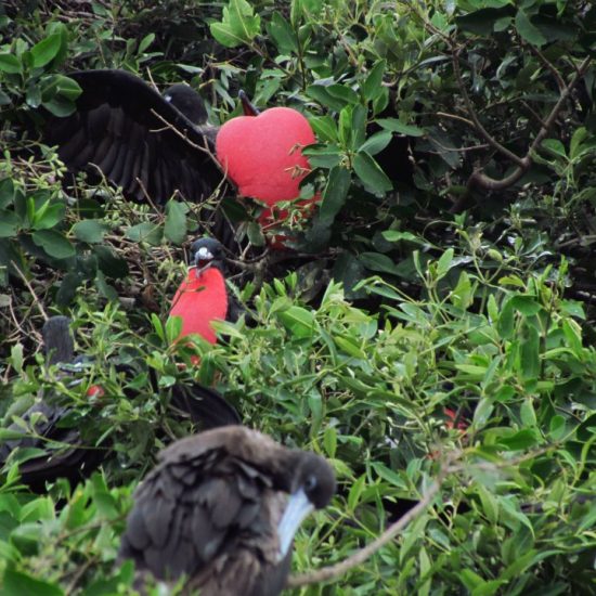 VoluntVolunteer Ecuador Coastline Conservationeer Ecuador Coastline Conservation