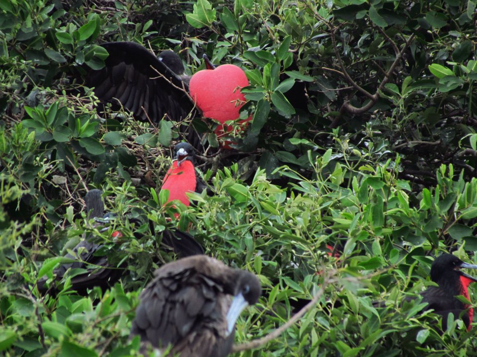 VoluntVolunteer Ecuador Coastline Conservationeer Ecuador Coastline Conservation