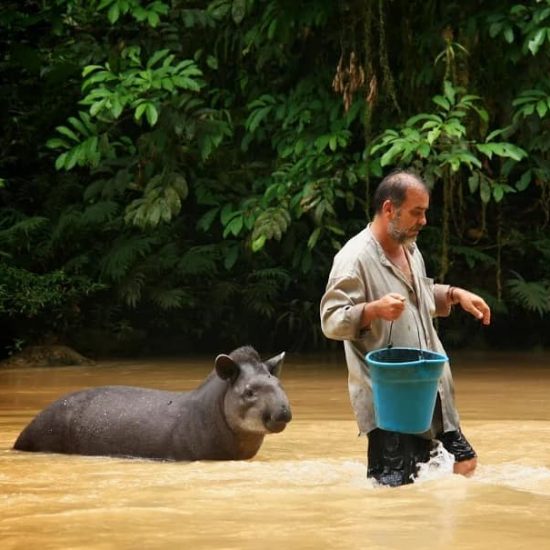 Reforesation in the Amazon