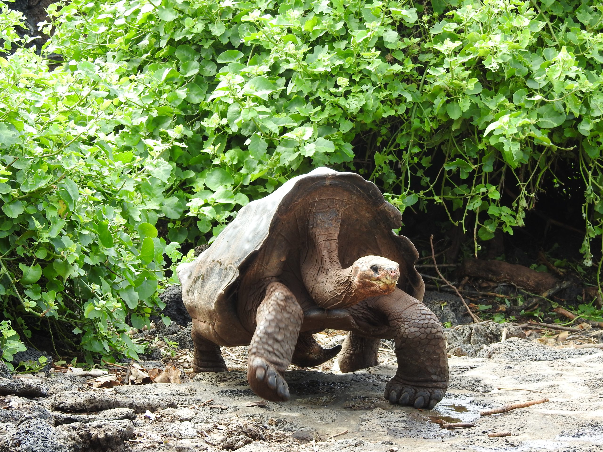 Galapagos Islands