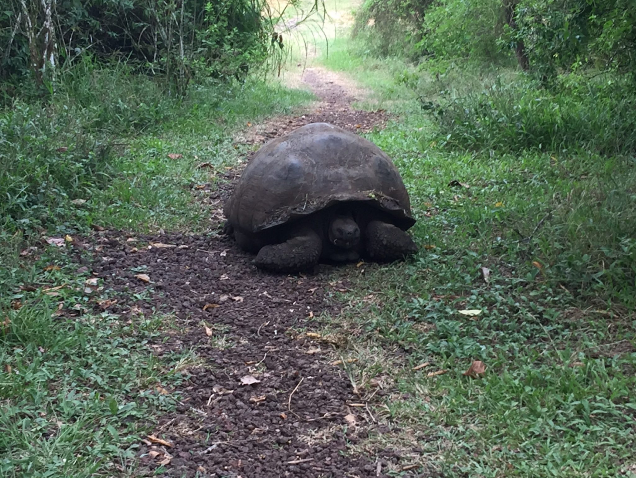 Volunteer in the Galapagos Ranch