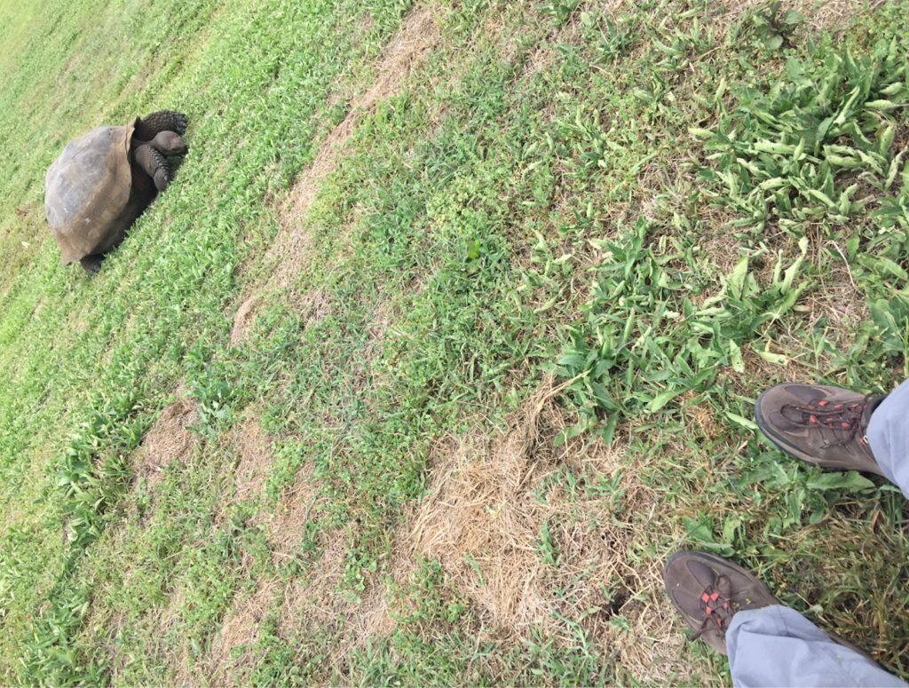 Volunteer in the Galapagos Ranch