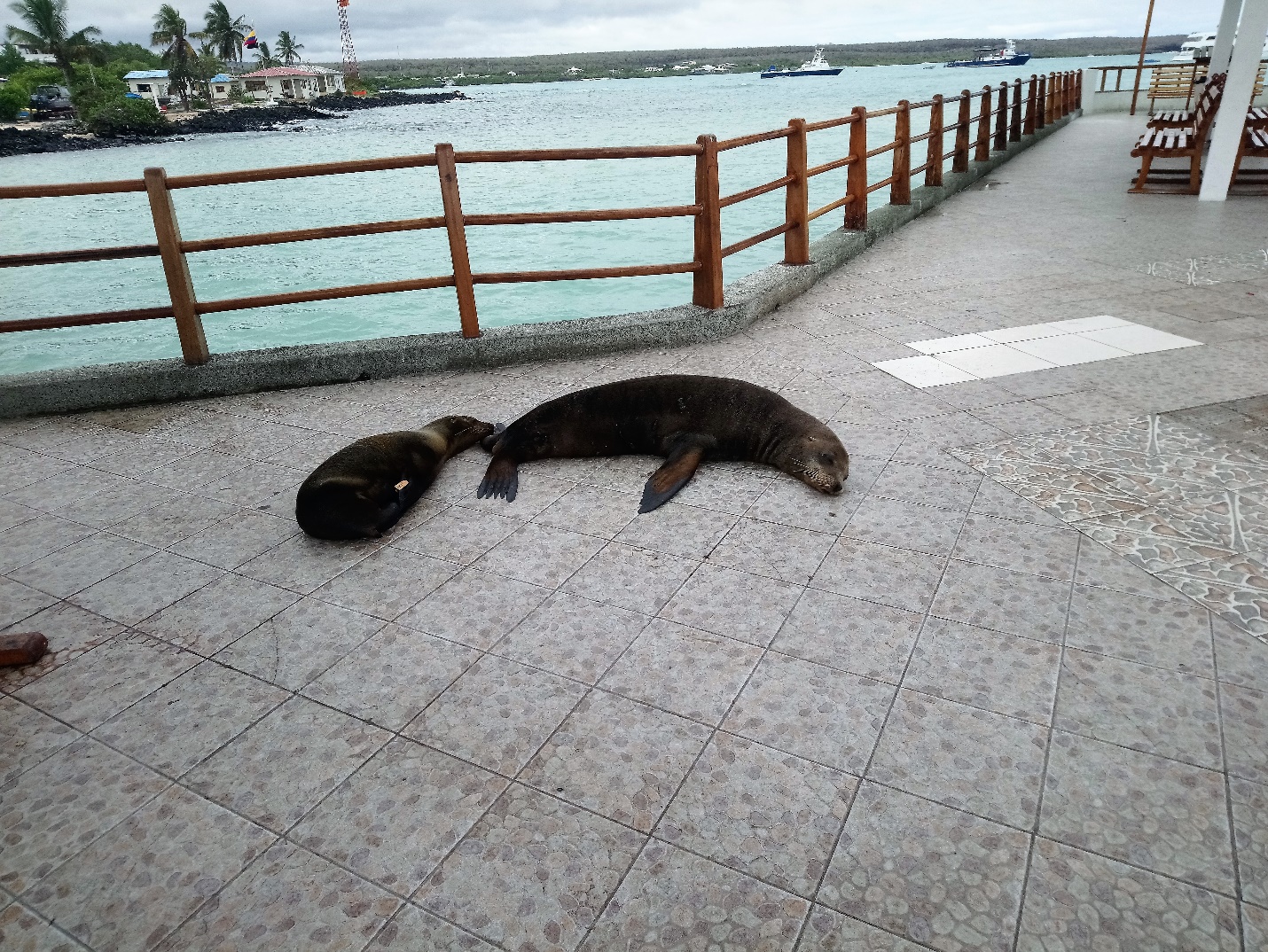 A month volunteering in the Galapagos Islands