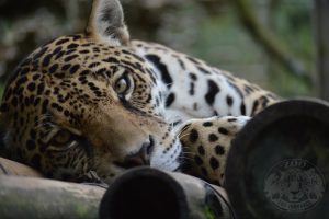 Animal Rescue Center "Los Jaguares"