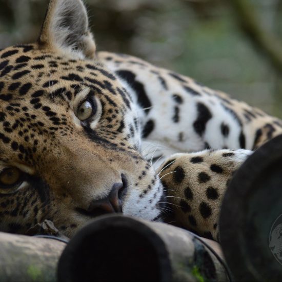 Animal Rescue Center "Los Jaguares"